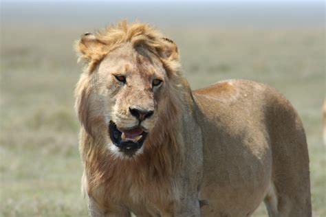 Lion in Serengeti | Young male lion in the Serengeti nationa… | Flickr