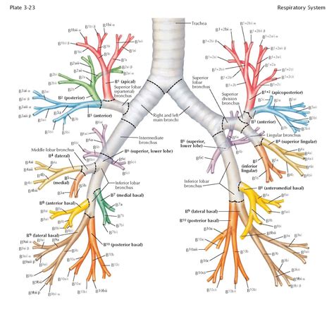 NOMENCLATURE FOR PERIPHERAL BRONCHI - pediagenosis