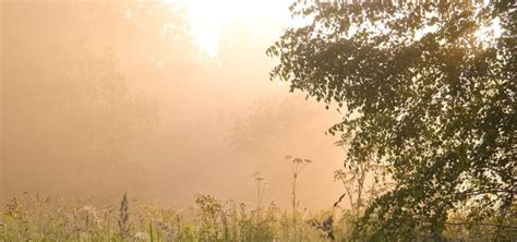 Weeping Birch: How To Plant And Care For The Tree - Gardeninguru