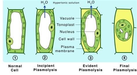 Plasmolysis in a cell: examples, importance, and types