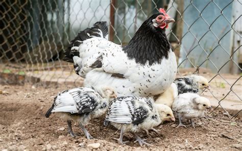 Lakenvelder Chickens - Breed Profile & Facts - LearnPoultry