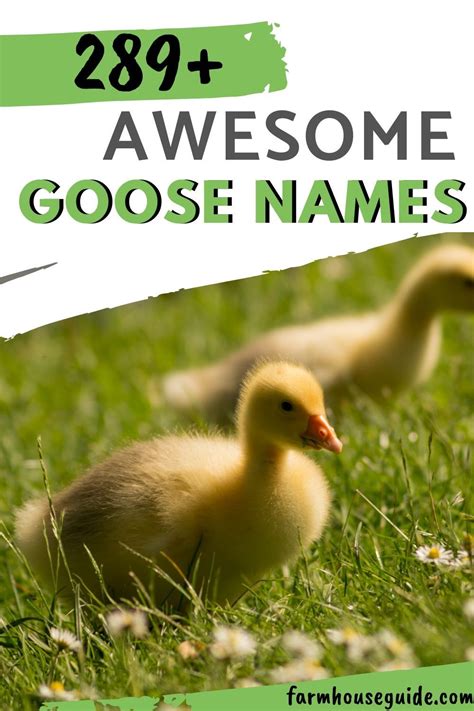 Whether you have one goose or a whole gaggle of geese, these are some awesome Goose Name ideas ...