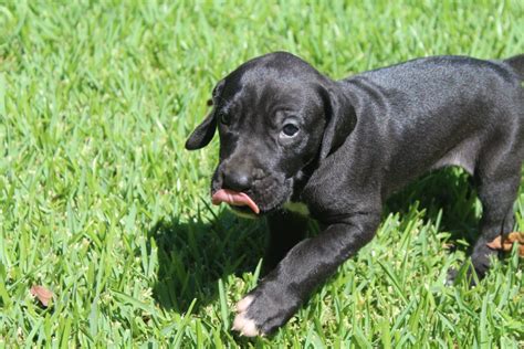 Great Dane Puppies For Sale | Soddy-Daisy, TN #307205