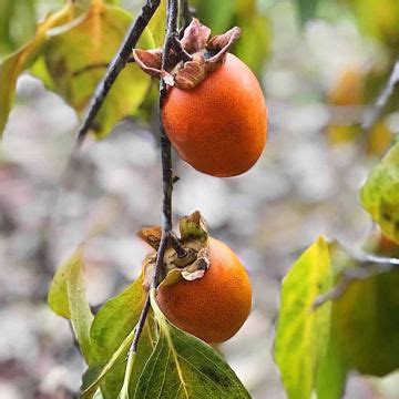 Fuyugaki Persimmon Trees for Sale at Arbor Day's Online Tree Nursery ...