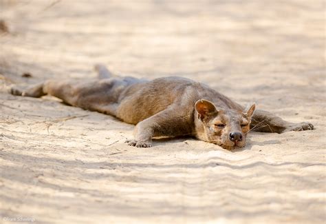 FOSSA: 5 fascinating facts - Africa Geographic