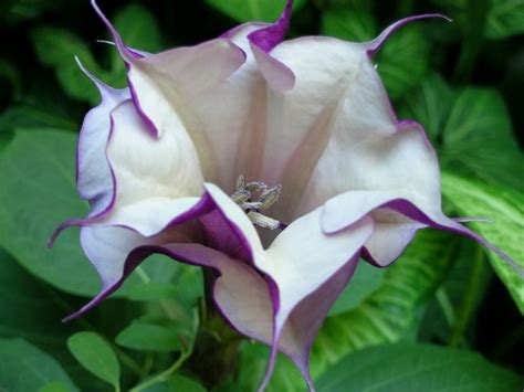 Datura stramonium Flower – Plantslive