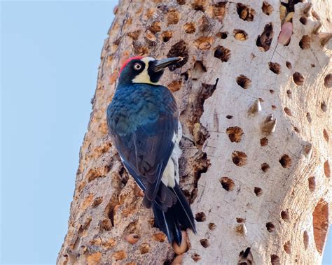 Acorn Woodpecker Granaries | BirdNote