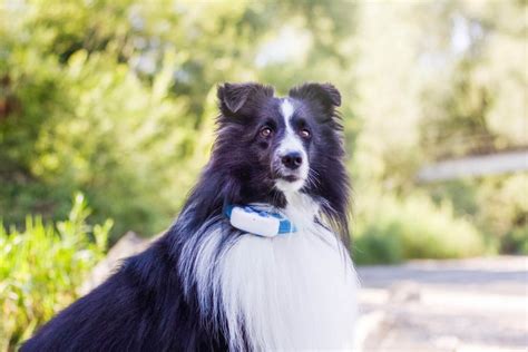 Why A Dog Tracker Chip Doesn't Exist - Tractive