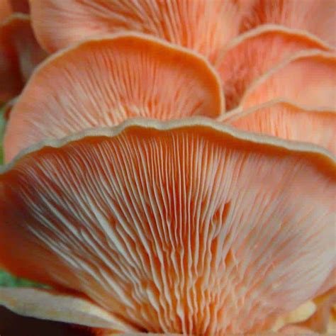 The Pink Oyster Mushroom - Ohau Gourmet Mushrooms