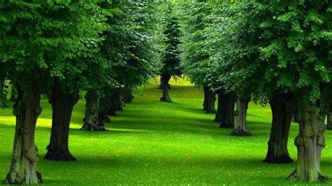 nature, Landscape, Green, Plants, Trees, Grass, Leaves, Forest ...