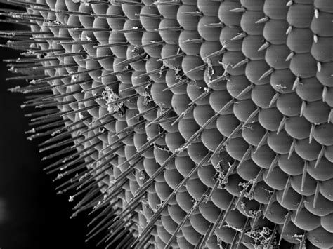 A close-up of the ommatidia and hairs that make up the Drosophila ...