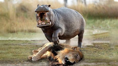 Lion Injured When Hunting Big Hippo - YouTube