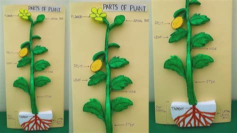 Parts of Plant Model for Students | Easy Model for Students | Science ...