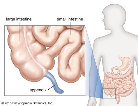 Large Intestine Diagram