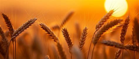 Premium AI Image | bestie m yellow ears of wheat at sunset in nature abe bad ccb