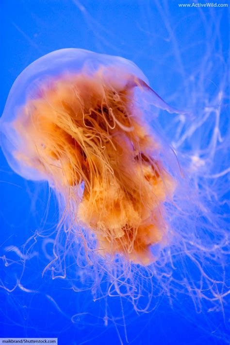 Lion's Mane Jellyfish Facts, Pictures, Information & Video