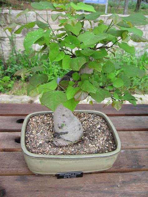 Redbud bonsai | Flickr - Photo Sharing!