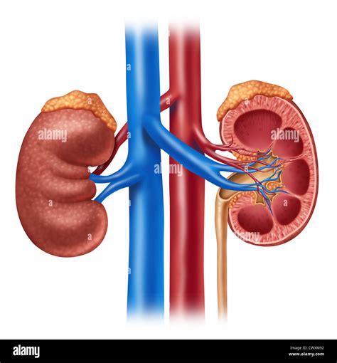 Location Of Kidney In Human Body Diagram