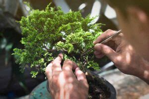 Pruning Bonsai 101: How to Shape Your Plants