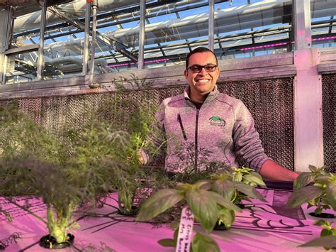 Studying the expansion of herb production across US | MSUToday | Michigan State University