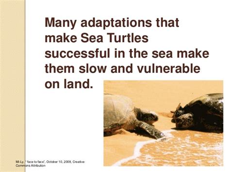 Adaptations Of Aquatic Animals Powerpoint