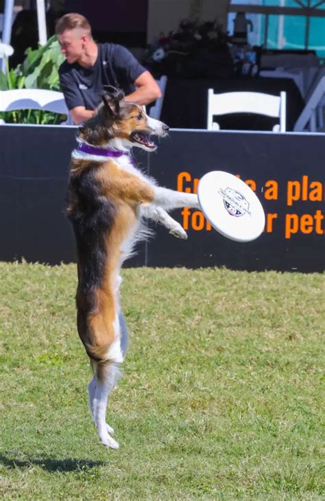 3 Easy Hacks To Teach A Dog To Catch A Frisbee (Proven Tips)