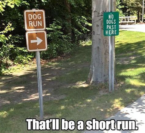 Dog Run | Clean Funny Pictures