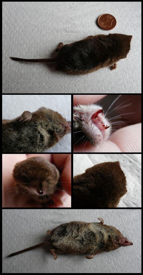 Anatomy: Common Shrew by CabinetCuriosities on DeviantArt