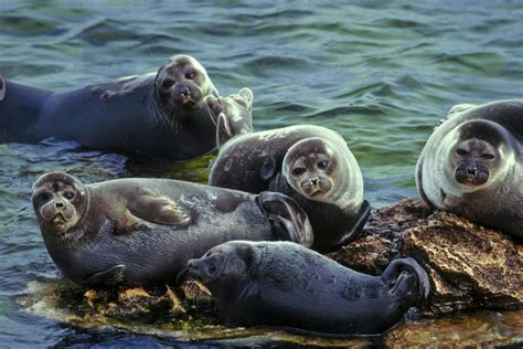 Lake Baikal's species - Biodiversity