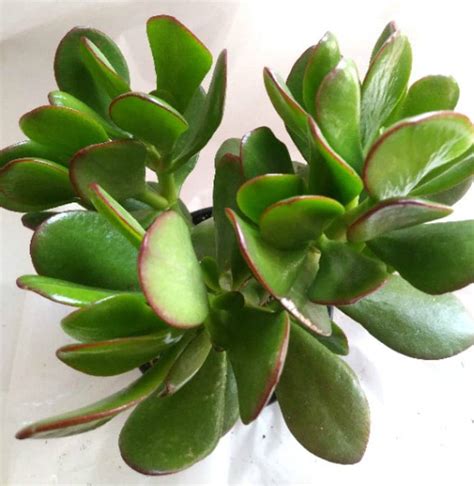 Jade Large Leaf Special - Blue Grass Nursery, Sod and Garden Centre: Calgary, Edmonton and Red ...