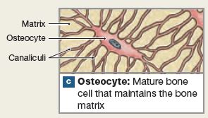 Lacunae Definition Anatomy - Anatomical Charts & Posters