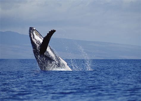 Humpback Whale Breaching Maui Hawaii Photograph by Flip Nicklin - Pixels