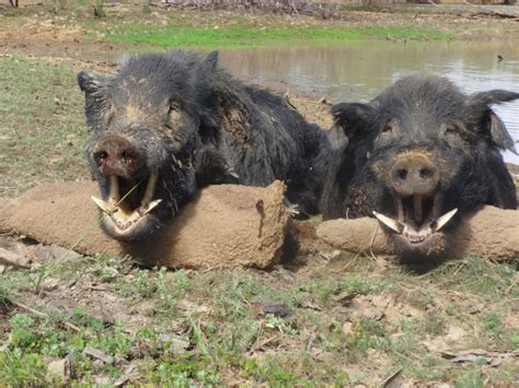 Wild Boar Hunt - Australian Outfitters by Andrew Mackay