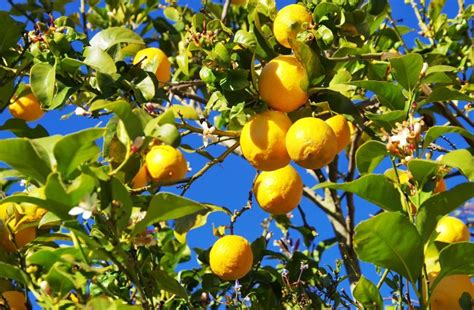 The most Popular Lemon Tree Varieties - Wikifarmer