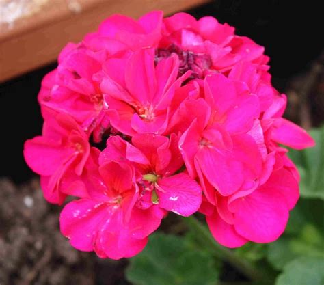 Hot pink - geranium | FLOWERS 2 | Pinterest