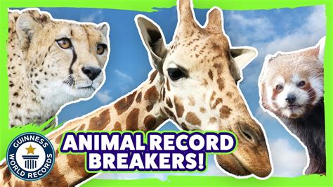 A day out with animal record breakers! - Guinness World Records - YouTube