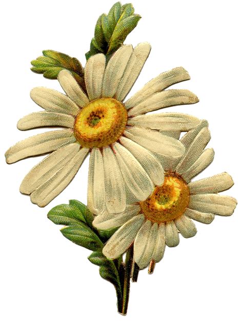 Daisy Printables for Summer Art - Town & Country Living