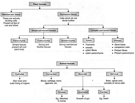 NCERT Class 9 Science Lab Manual - Plant and Animal Tissues - CBSE Tuts