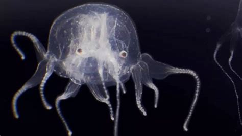 Newly-Discovered Species of Jellyfish with 24 Eyes Shocks Hong Kong ...