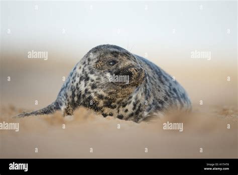 Grey seal pup Stock Photo - Alamy