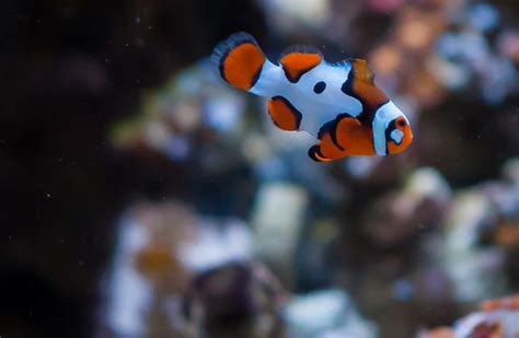 Picasso Clownfish Adventure | REEF2REEF Saltwater and Reef Aquarium Forum