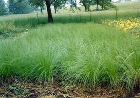 Ornamental Grass Seed - Sporobolus Heterolepis Prairie Dropseed Seeds