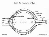 Eye Anatomy Coloring Page sketch template