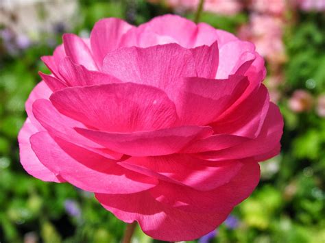 Romantic Flowers: Ranunculus flowers