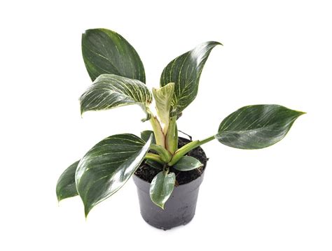 Philodendron Birkin Care and Propagation: Tips You NEED to Know! Fast Growing Plants, New Roots ...