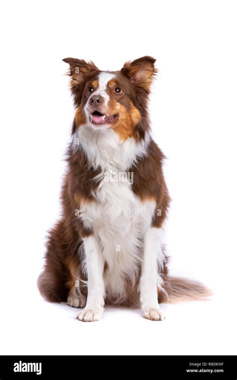 Tri colored border collie Cut Out Stock Images & Pictures - Alamy