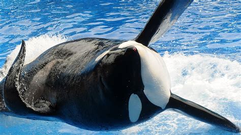 SeaWorld Announces the Death of 'Blackfish' Killer Whale, Tilikum ...