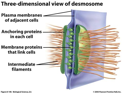 desmosomes - Google Search