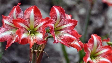 Amarillo: How to Grow These Wonderful Flowers