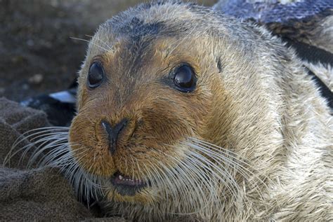 Supreme Court rejects appeal of bearded seal listing | The Spokesman-Review